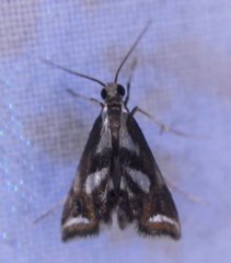 Chrysendeton imitabilis