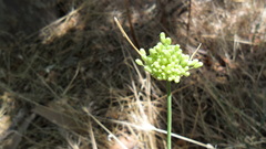 Allium pallens