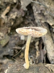 Pluteus hispidulus