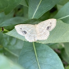 Idaea dimidiata