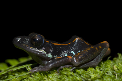Pristimantis gaigei