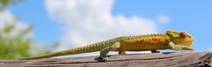 Bradypodion thamnobates
