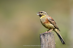 Cirl Bunting photo 6