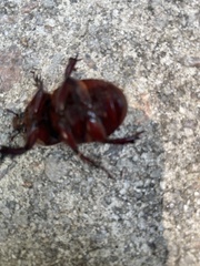 Xyloryctes jamaicensis