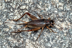 Teleogryllus mitratus
