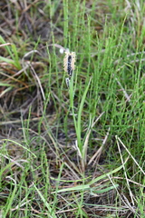 Carex aquatilis stans