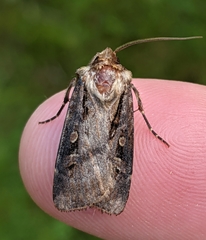Agrotis vancouverensis