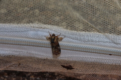 Callopistria duplicans