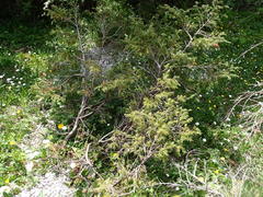 Juniperus communis saxatilis