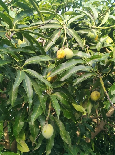 Mangifera image