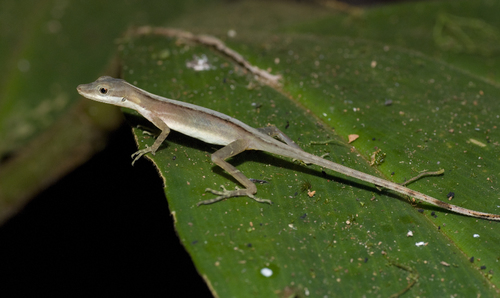 Border Anole, photo 3 of 10