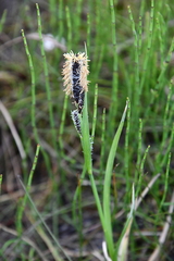 Carex aquatilis stans
