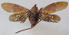 Copidocephala viridiguttata