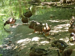 Anas platyrhynchos