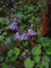 Soldanella carpatica