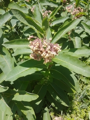 Asclepias syriaca
