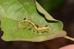 Acronicta hamamelis