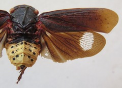 Acraephia perspicillata