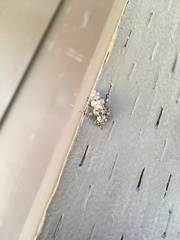 Pseudastylopsis nebulosus