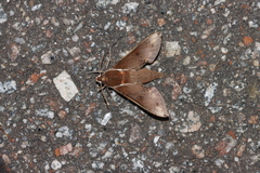 Rhagastis mongoliana