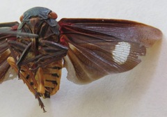 Acraephia perspicillata