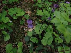 Soldanella carpatica