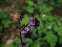 Soldanella carpatica