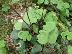Soldanella carpatica