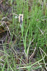 Carex aquatilis stans