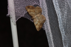 Polymixinia appositaria