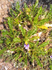 Acanthopsis glandulopalmata