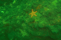 Pentagonaster duebeni