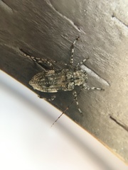 Pseudastylopsis nebulosus