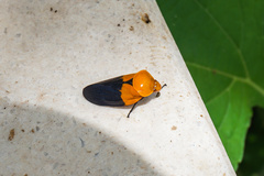 Leptataspis nigriscutellata