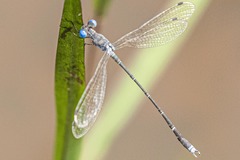 Lestes tridens