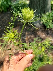 Daucus carota