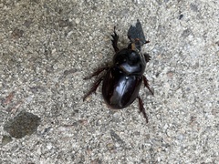 Xyloryctes jamaicensis