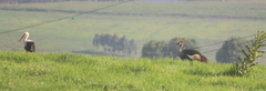 Balearica regulorum regulorum