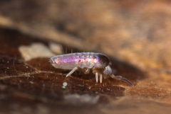 Lepidocyrtinae