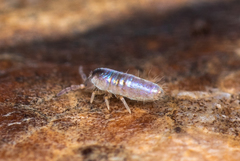 Lepidocyrtinae