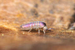 Lepidocyrtinae