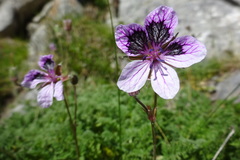 Erodium glandulosum
