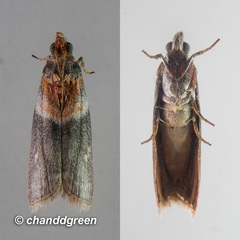 Ptyomaxia swinhoeella