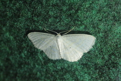 Scopula caricaria