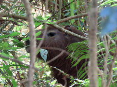 Hydrochoerus hydrochaeris