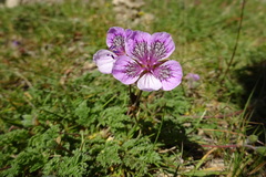 Erodium glandulosum