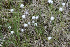Eriophorum scheuchzeri