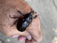 Xyloryctes jamaicensis