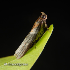 Ptyomaxia swinhoeella