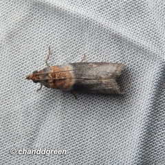 Ptyomaxia swinhoeella